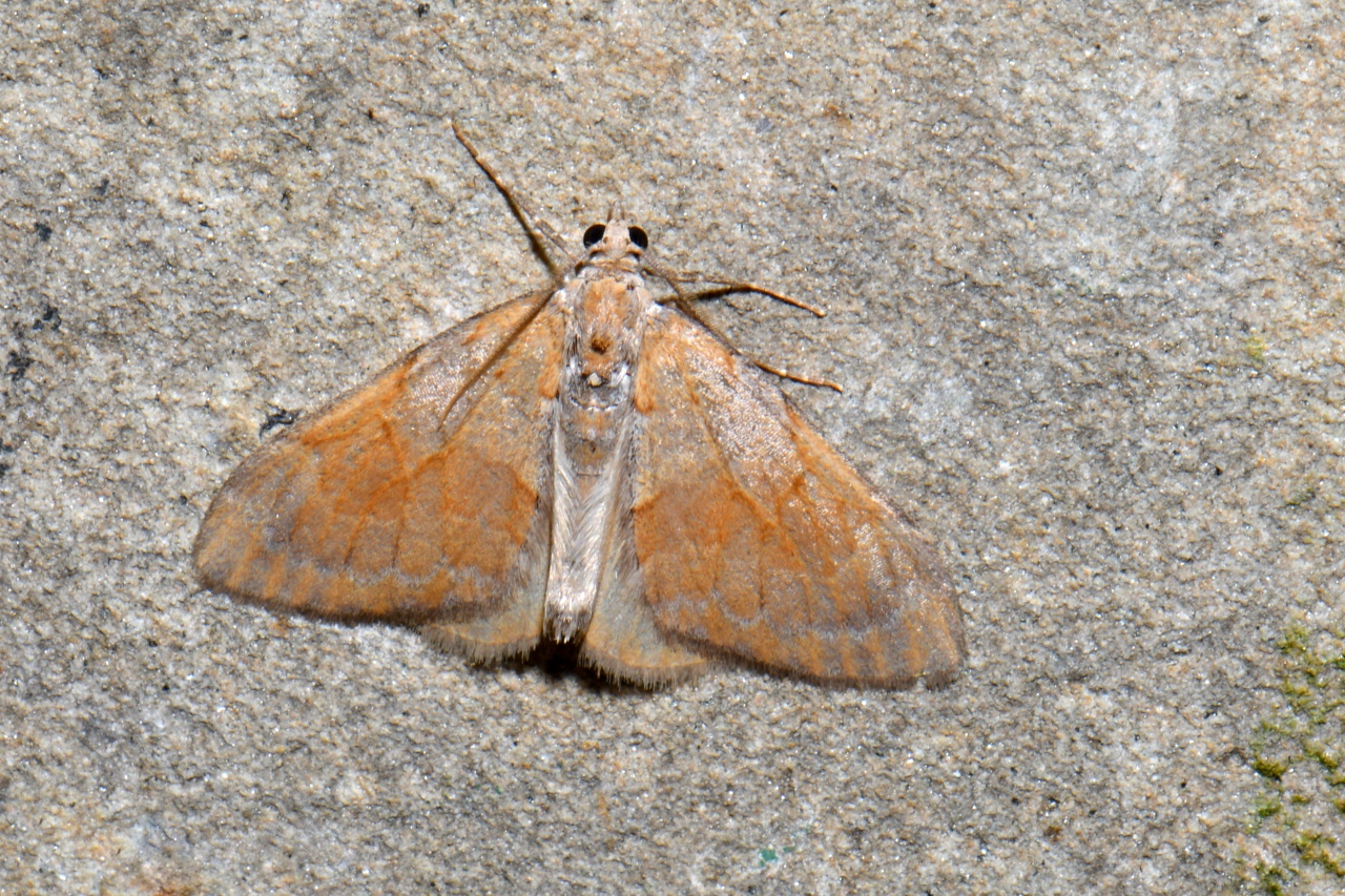 Pennithera firmata (Hübner, 1822) - Corythée pectinée (mâle)