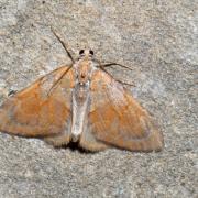 Pennithera firmata (Hübner, 1822) - Corythée pectinée (mâle)