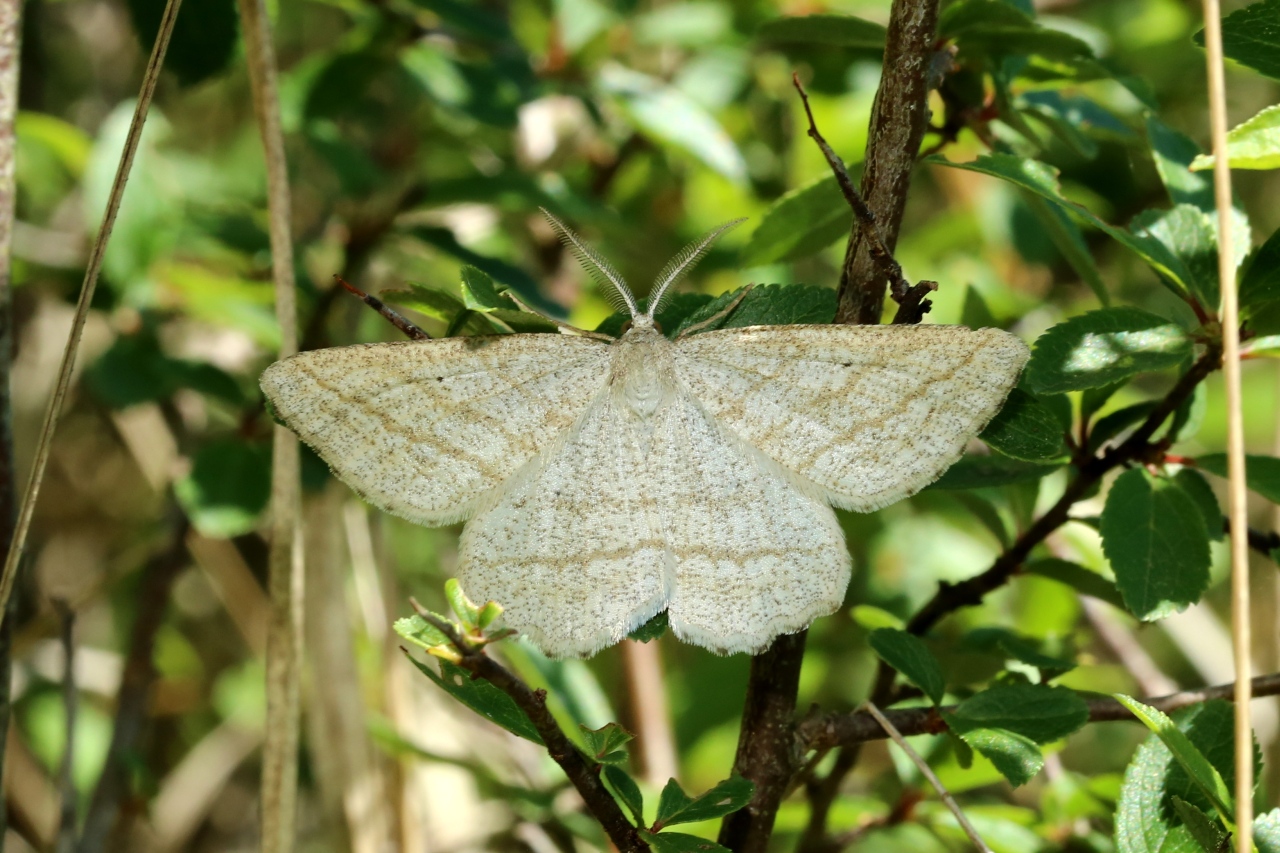 Perconia strigillaria (Hübner, 1787) - Etrille, Phalène des landes 