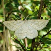 Perconia strigillaria (Hübner, 1787) - Etrille, Phalène des landes 