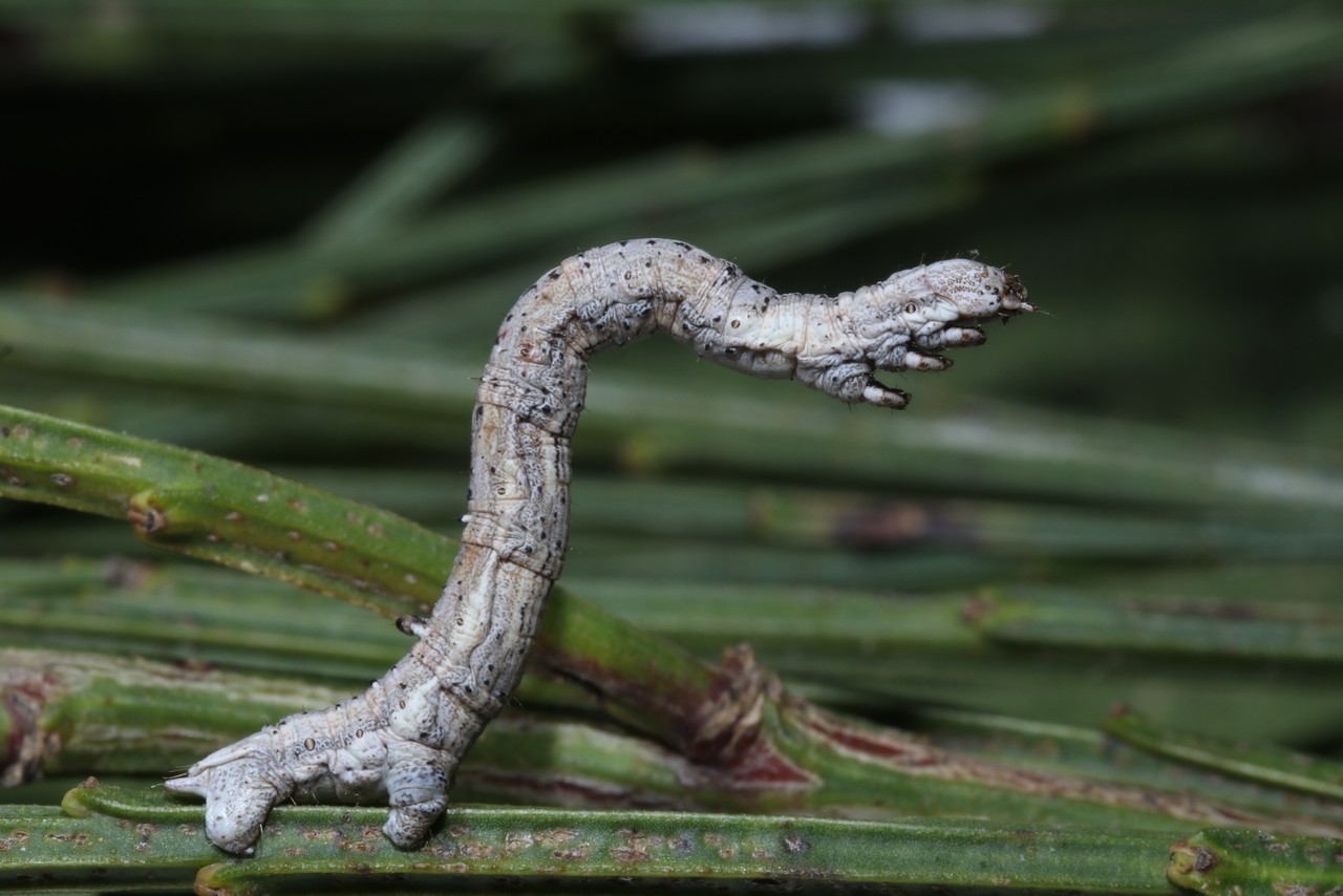 Perconia strigillaria (Hübner, 1787) - Etrille, Phalène des landes (Chenille)