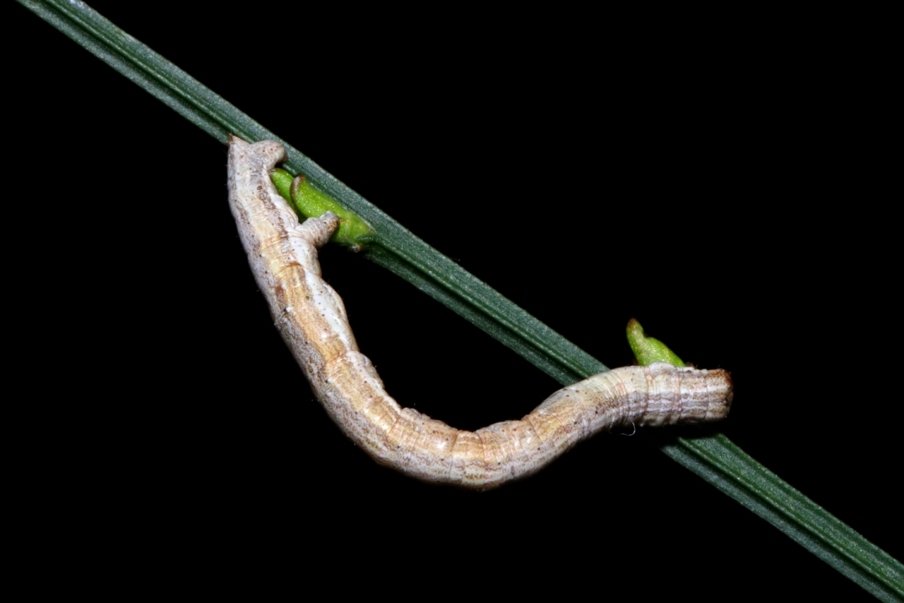 Perconia strigillaria (Hübner, 1787) - Etrille, Phalène des landes (Chenille)