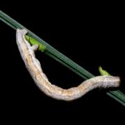 Perconia strigillaria (Hübner, 1787) - Etrille, Phalène des landes (Chenille)