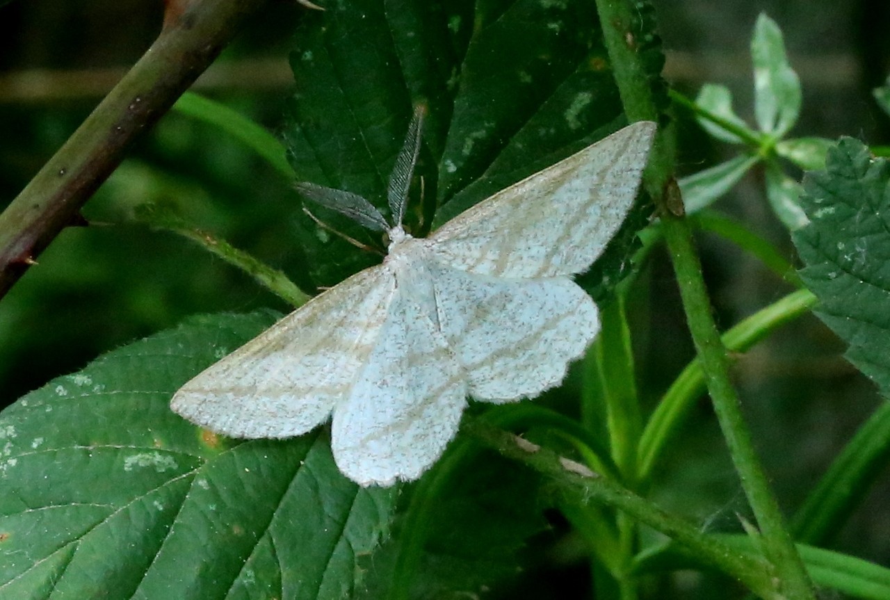 Perconia strigillaria (Hübner, 1787) - Etrille, Phalène des landes (mâle)