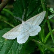 Perconia strigillaria (Hübner, 1787) - Etrille, Phalène des landes (mâle)