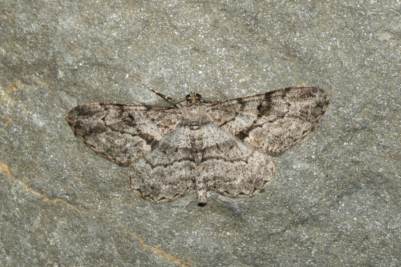 Peribatodes rhomboidaria (Denis & Schiffermüller, 1775) - Boarmie rhomboidale (mâle)