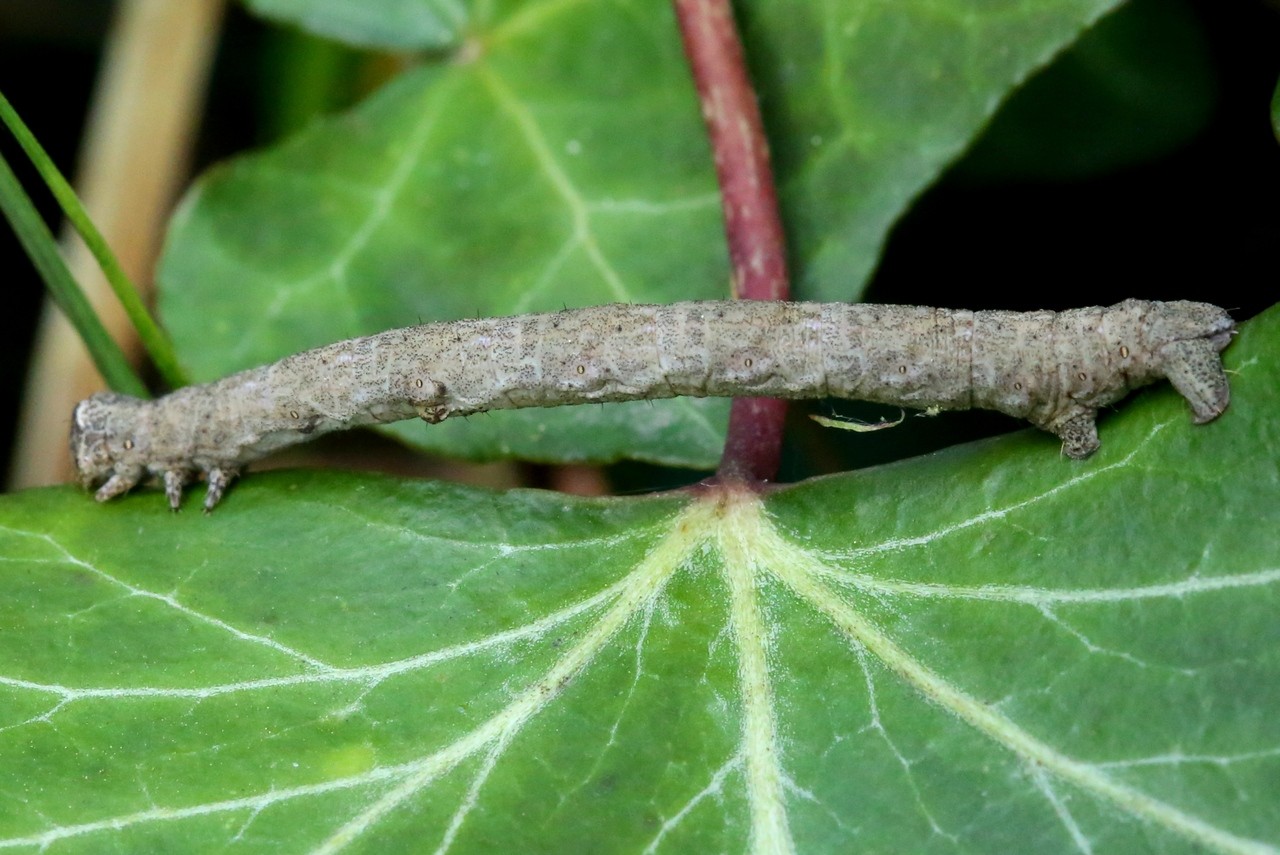 Peribatodes rhomboidaria (Denis & Schiffermüller, 1775) - Boarmie rhomboidale (chenille)