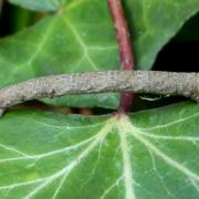 Peribatodes rhomboidaria (Denis & Schiffermüller, 1775) - Boarmie rhomboidale (chenille)