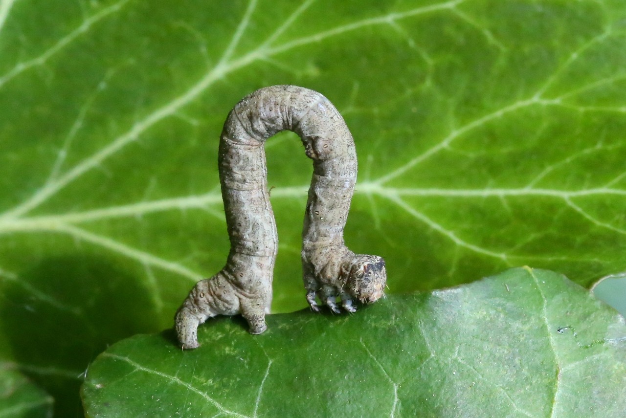 Peribatodes rhomboidaria (Denis & Schiffermüller, 1775) - Boarmie rhomboidale (chenille)