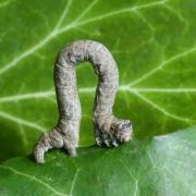 Peribatodes rhomboidaria (Denis & Schiffermüller, 1775) - Boarmie rhomboidale (chenille)