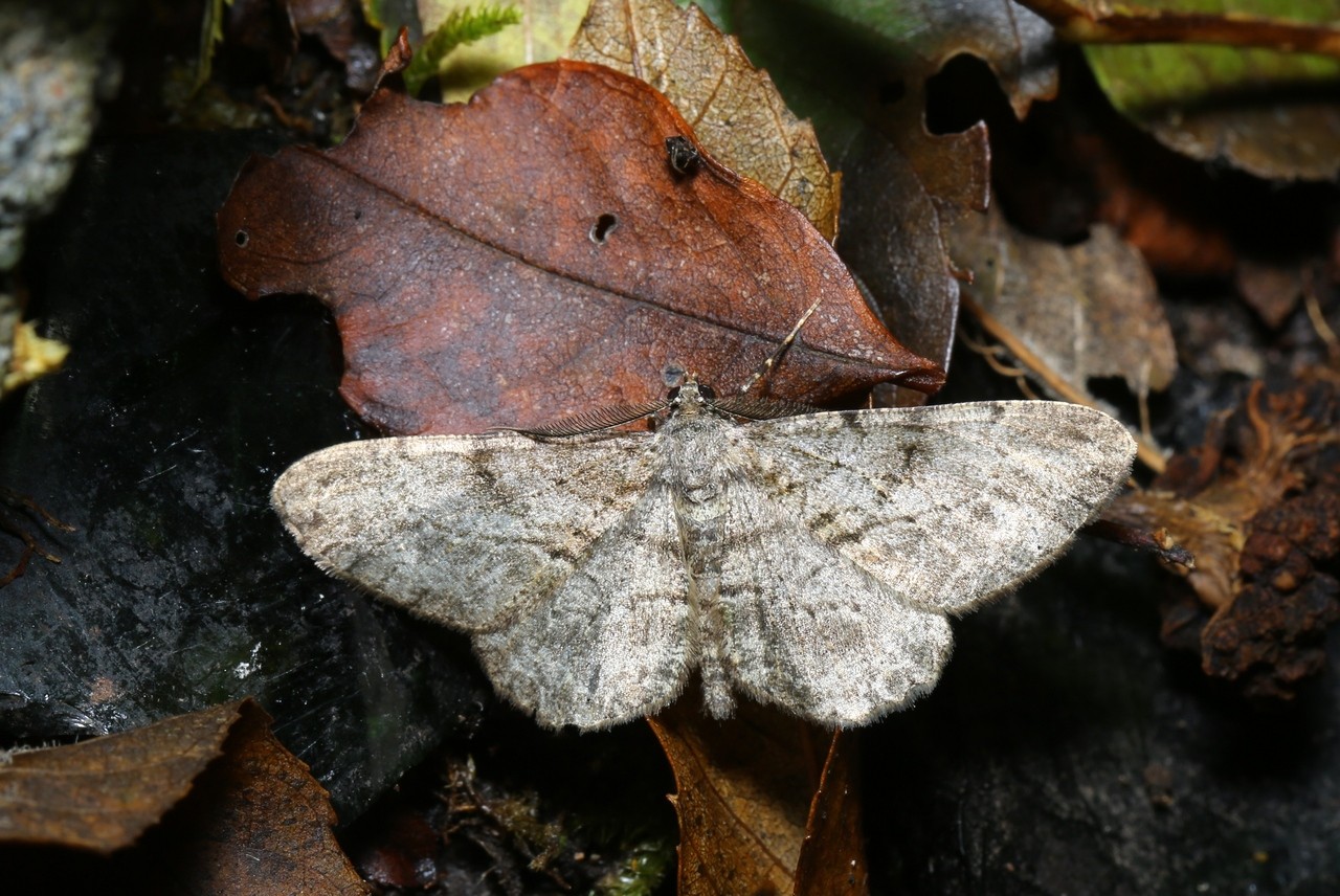 Peribatodes rhomboidaria (Denis & Schiffermüller, 1775) - Boarmie rhomboidale (mâle)