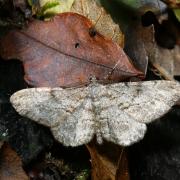 Peribatodes rhomboidaria (Denis & Schiffermüller, 1775) - Boarmie rhomboidale (mâle)