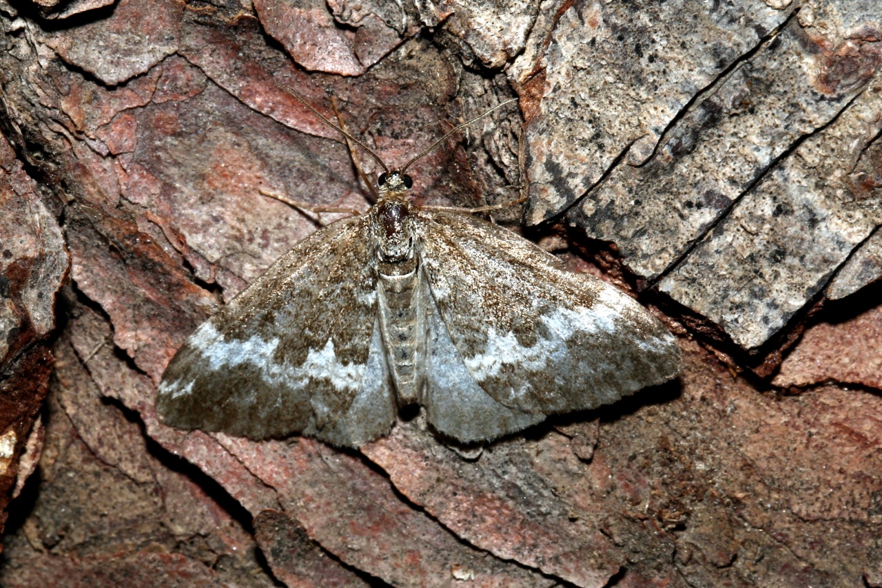 Perizoma alchemillata (Linnaeus, 1758) - Périzome coupée, Mélanippe coupée