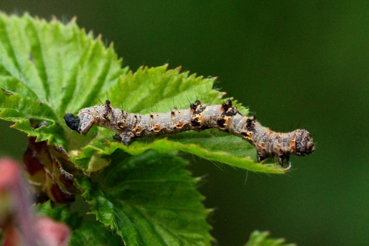 Phigalia pilosaria (Denis & Schiffermüller, 1775) - Phalène velue (chenille)