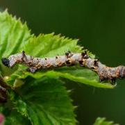 Phigalia pilosaria (Denis & Schiffermüller, 1775) - Phalène velue (chenille)