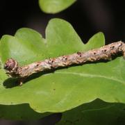 Phigalia pilosaria (Denis & Schiffermüller, 1775) - Phalène velue (chenille)