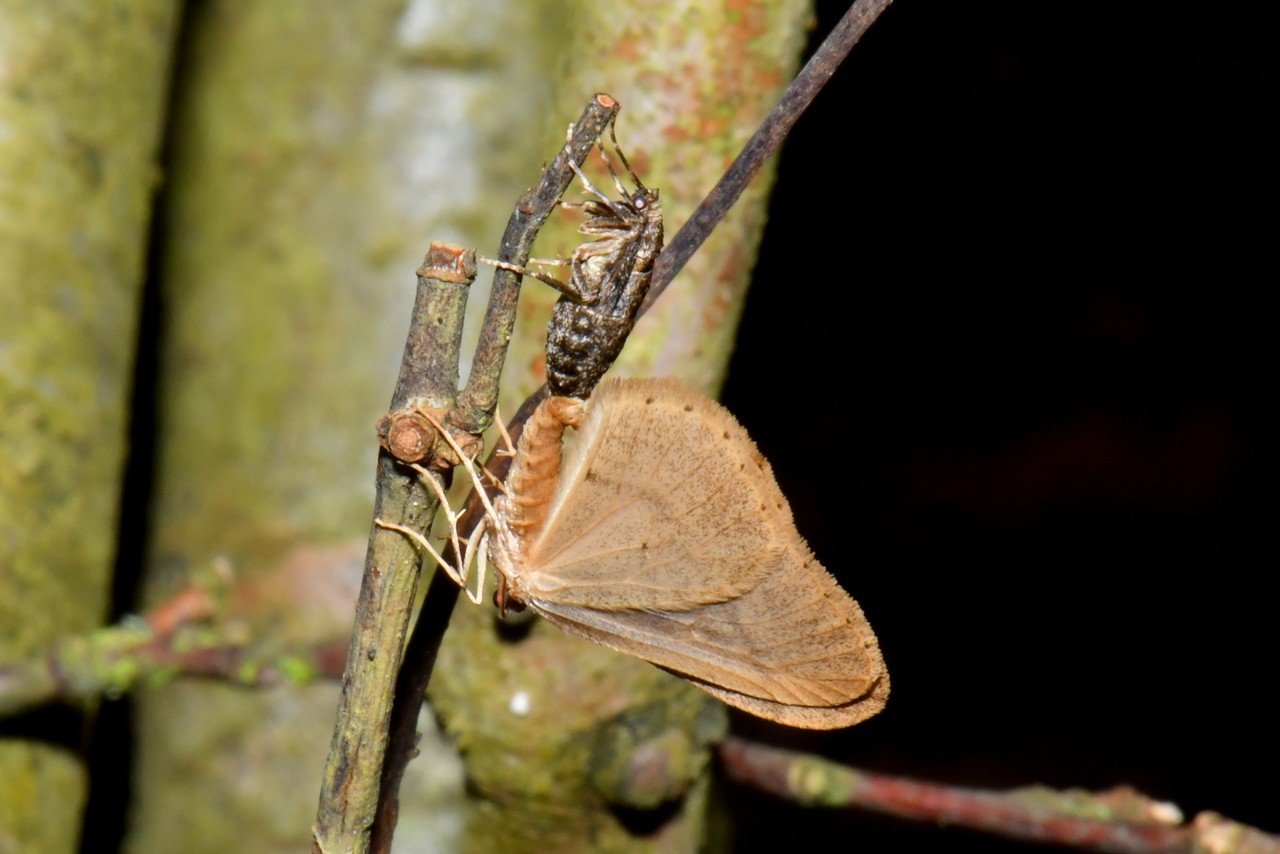 Phigaliohybernia marginaria (Fabricius, 1777) - Hibernie hâtive (accouplement) 