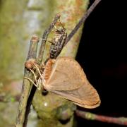 Phigaliohybernia marginaria (Fabricius, 1777) - Hibernie hâtive (accouplement) 