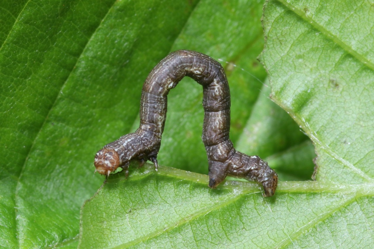 Phigaliohybernia aurantiaria/marginaria (chenille)