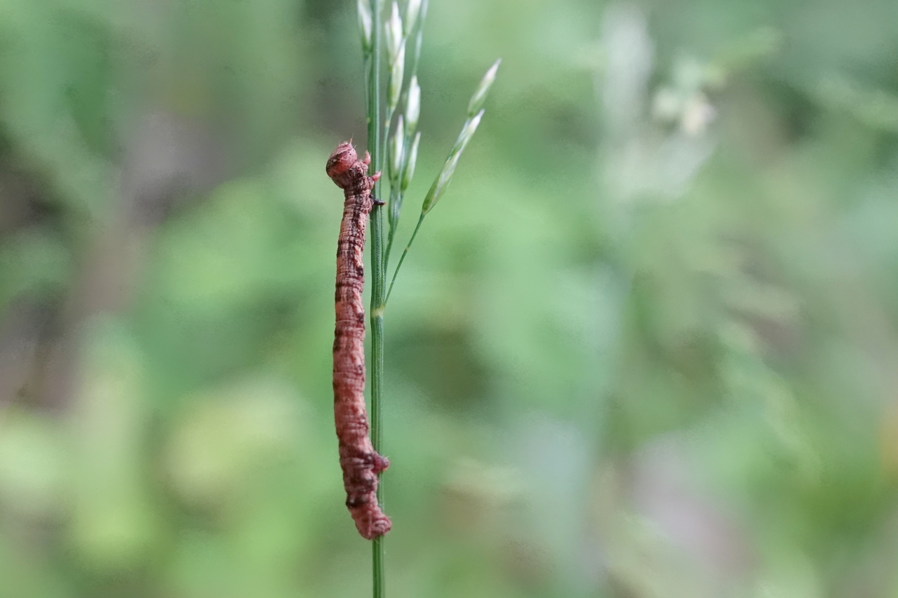 Phigaliohybernia aurantiaria/marginaria (chenille)