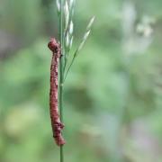 Phigaliohybernia aurantiaria/marginaria (chenille)