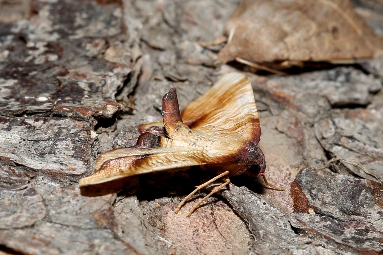 Plagodis dolabraria (Linnaeus, 1767) - Phalène linéolée, Numérie ligneuse