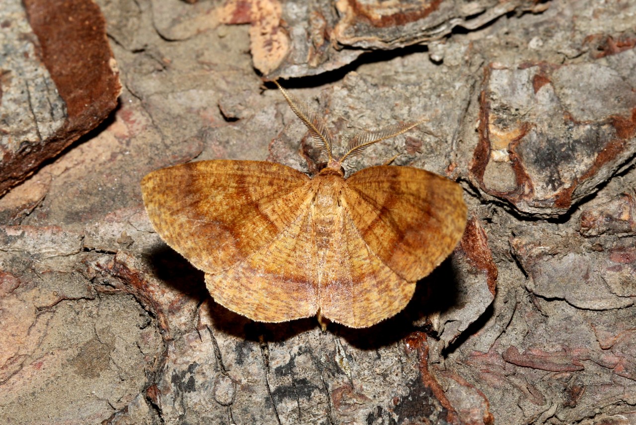 Plagodis pulveraria (Linnaeus, 1758) - Numérie poudrée