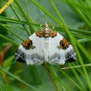 Plemyria rubiginata (Denis & Schiffermüller, 1775) - Mignonne, Cidarie bicolore