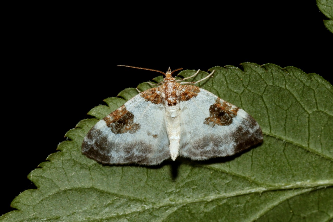 Plemyria rubiginata (Denis & Schiffermüller, 1775) - Mignonne, Cidarie bicolore