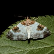 Plemyria rubiginata (Denis & Schiffermüller, 1775) - Mignonne, Cidarie bicolore