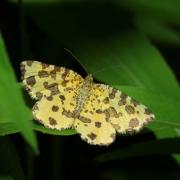 Pseudopanthera macularia (Linnaeus, 1758) - Panthère 