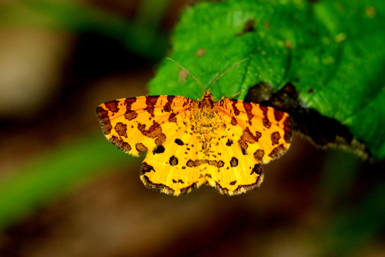 Pseudopanthera macularia (Linnaeus, 1758) - Panthère