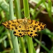 Pseudopanthera macularia (Linnaeus, 1758) - Panthère