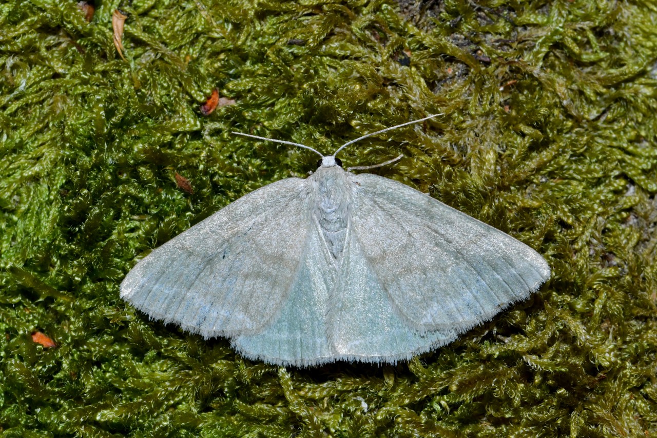 Pseudoterpna pruinata (Hufnagel, 1767) - Hémithée du Genêt