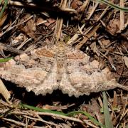 Rheumaptera cervinalis (Scopoli, 1763) - Phalène couleur de Cerf