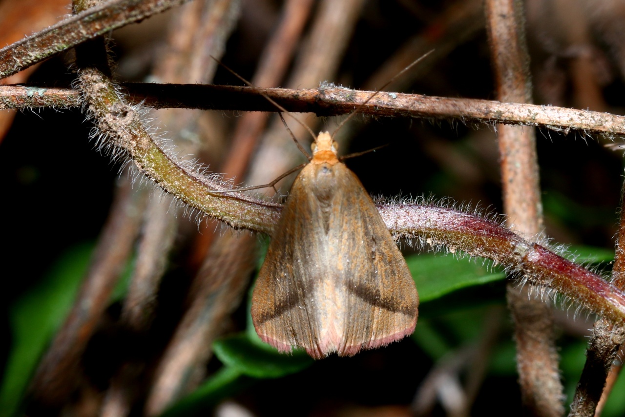 Rhodometra sacraria (Linnaeus, 1767) - Phalène sacrée