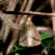 Rhodometra sacraria (Linnaeus, 1767) - Phalène sacrée