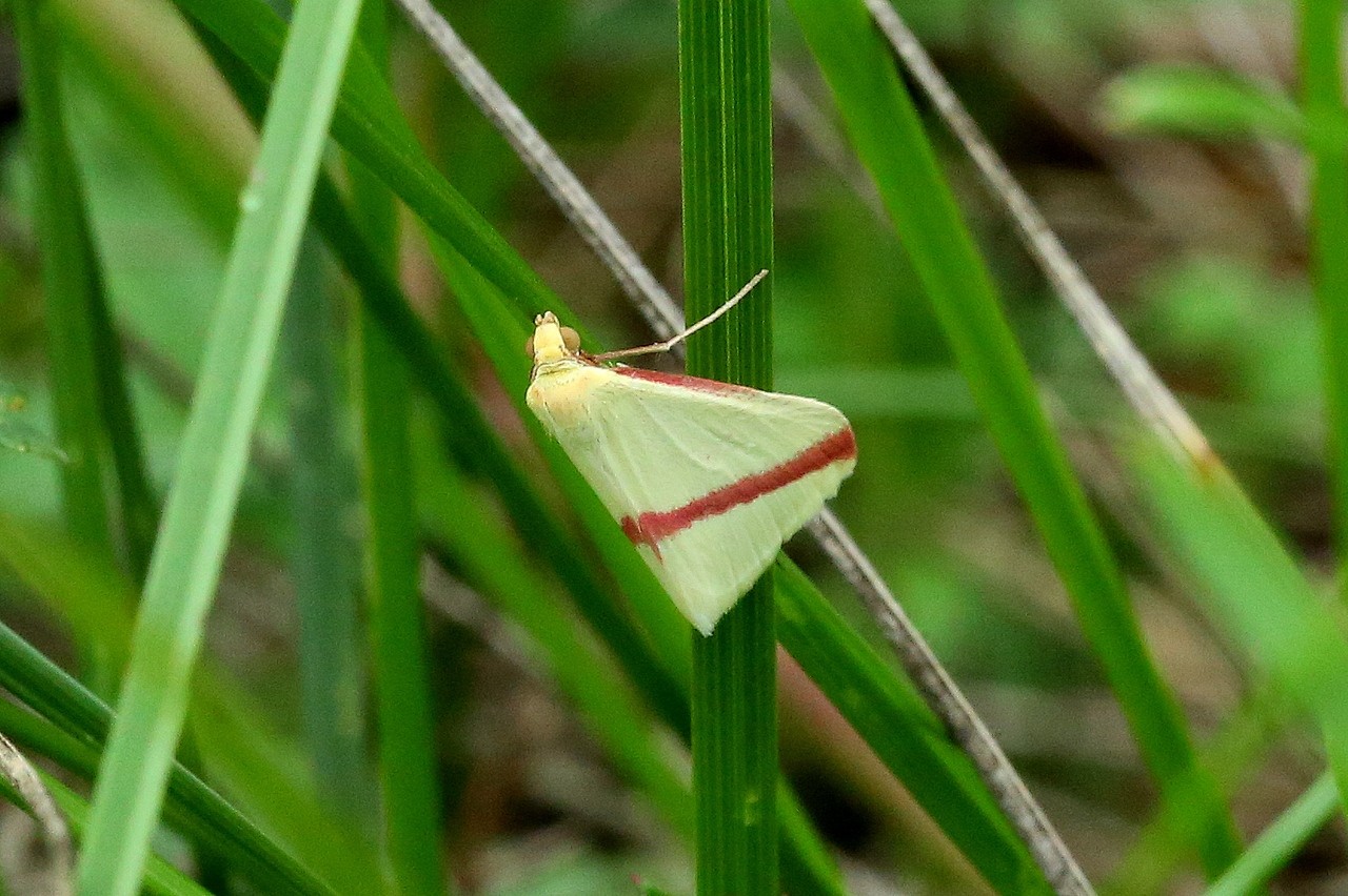 Rhodometra sacraria (Linnaeus, 1767) - Phalène sacrée