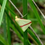 Rhodometra sacraria (Linnaeus, 1767) - Phalène sacrée