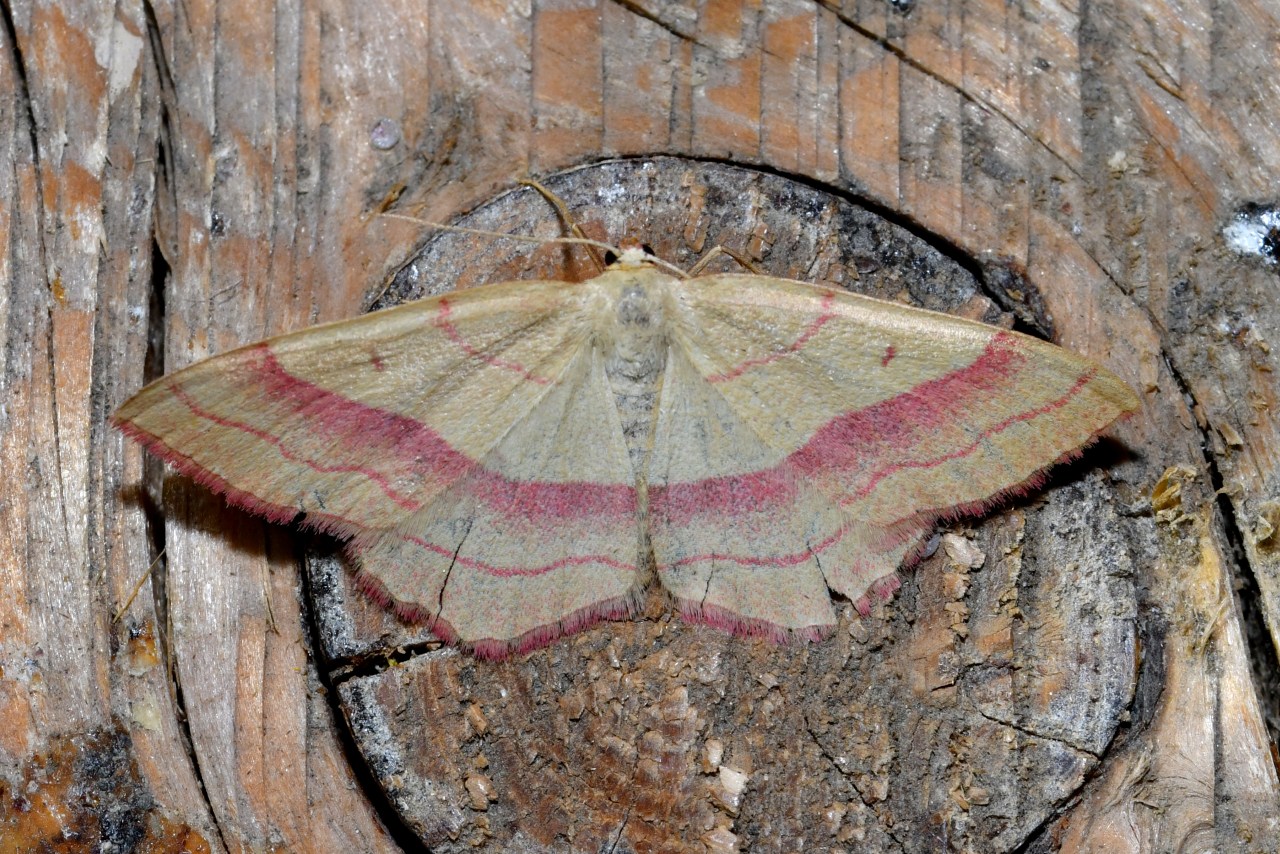 Rhodostrophia vibicaria (Clerck, 1759) - Bande rouge