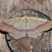 Rhodostrophia vibicaria (Clerck, 1759) - Bande rouge