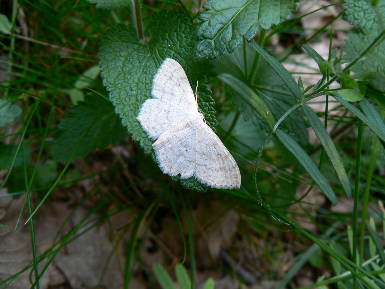 Scopula floslactata (Haworth, 1809) - Acidalie laiteuse