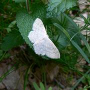 Scopula floslactata (Haworth, 1809) - Acidalie laiteuse