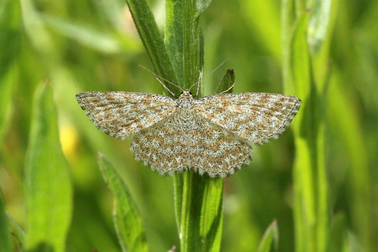 Scopula immorata (Linnaeus, 1758) - Acidalie hardie