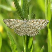 Scopula immorata (Linnaeus, 1758) - Acidalie hardie