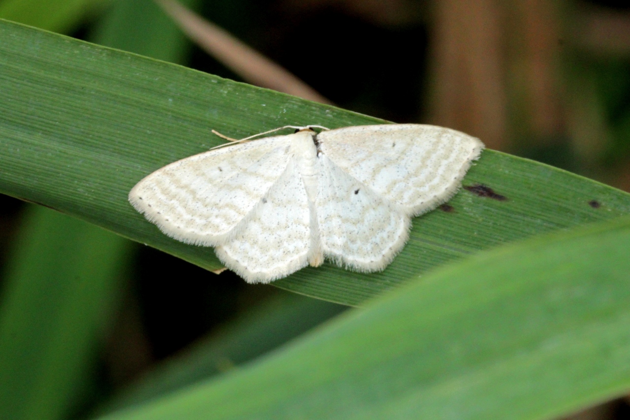 Scopula immutata (Linnaeus, 1758) - Acidalie des pâturages