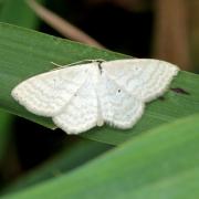 Scopula immutata (Linnaeus, 1758) - Acidalie des pâturages