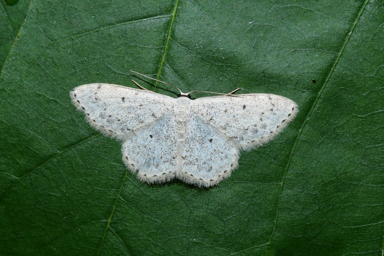 Scopula marginepunctata (Goeze, 1781) - Frange picotée, Acidalie picotée