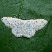 Scopula marginepunctata (Goeze, 1781) - Frange picotée, Acidalie picotée