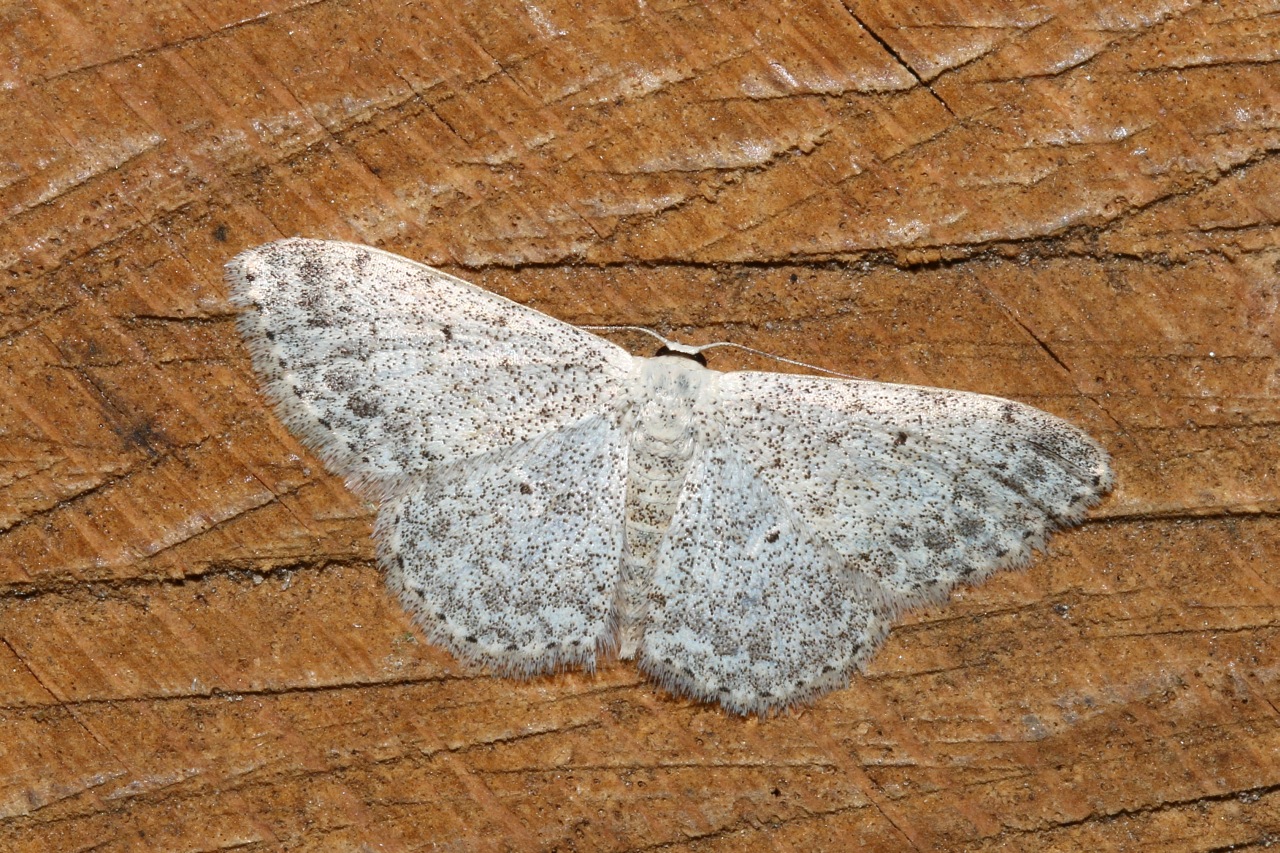 Scopula marginepunctata (Goeze, 1781) - Frange picotée, Acidalie picotée